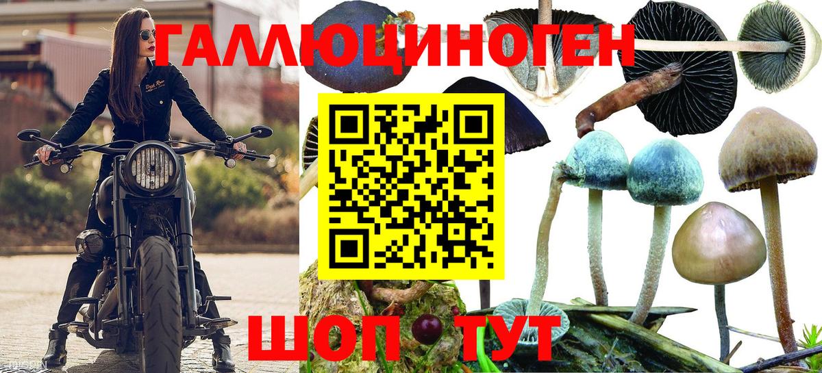 Псилоцибиновые грибы Psilocybe Зеленодольск